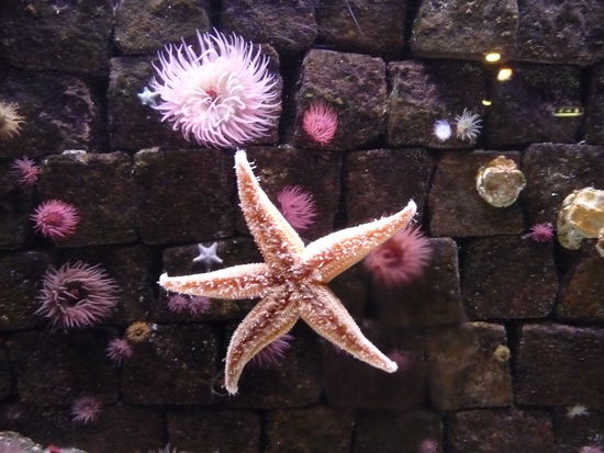 Wunderschöne Seesterne