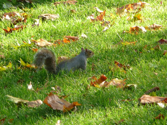 Eines von vielen Eichhörnchen im St. James Park