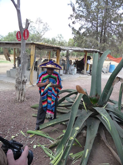 Aus dieser Pflanze ernteten schon die Azteken ein wohlschmeckenden Saft