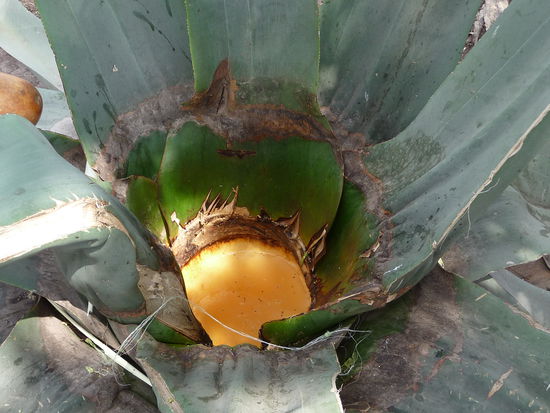 Der Saft zur Ernte bereit