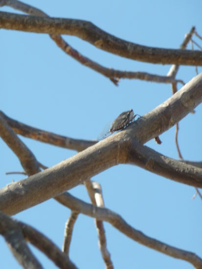 In der mitte auf den Ast ist eine von vielen Zikaten zu sehen die für viel Lärm auf dem Monte Alban sorgten