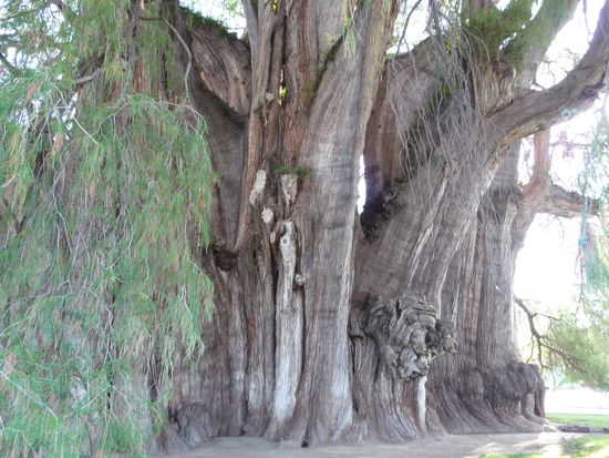 Riesenbaum von Tule