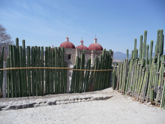 Kakteen als Zaun in Mitla