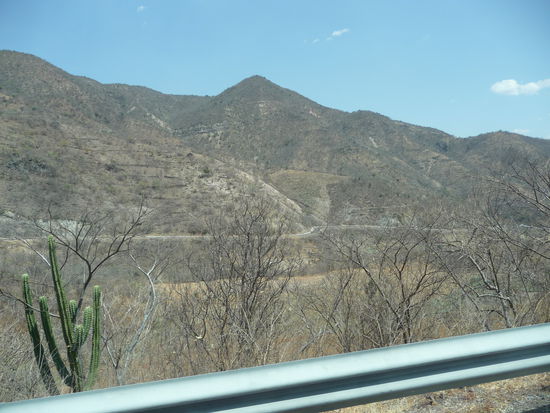 Auch hier wachsen Kakteen