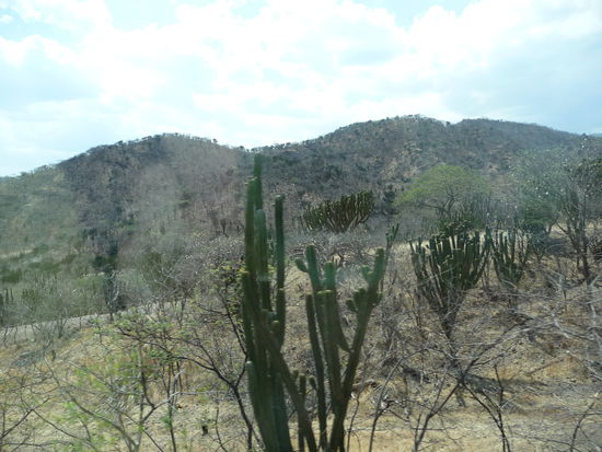 Endlose Kakteenfelder