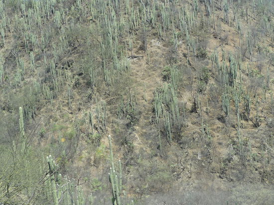 Auch hier wieder wilde Kakteen an den Hängen