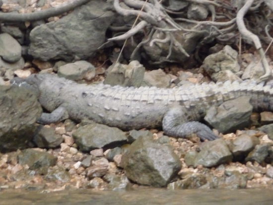 Ein weiteres Krokodil