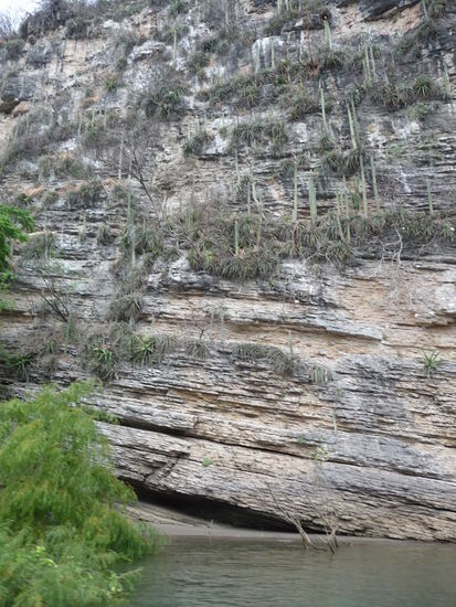 Säulenkakteen an den Felswänden