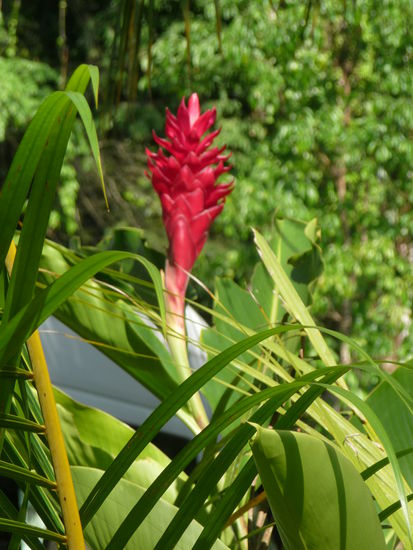 Herliche Pflanzen am Wasserfall Mishol-Ha