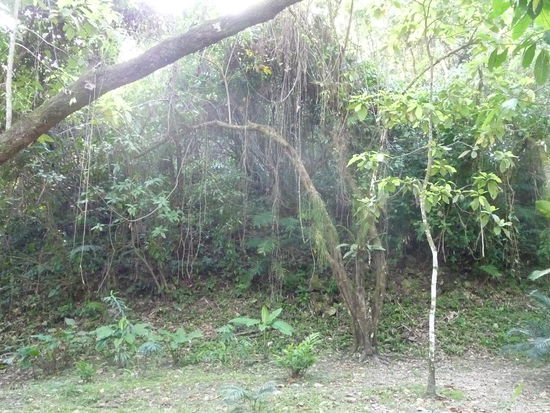 Das ist nicht etwa Unkraut sondern hinter dem Gestrüpp liegt Tempel Nr. 11 einer von 80 Prozent die noch nicht freigelegt sind.