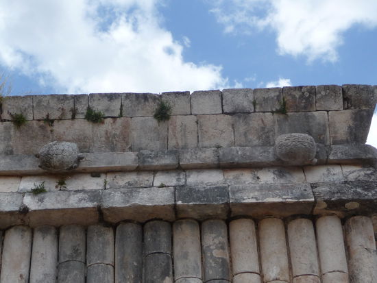 Hier sind die Schildkröten zu sehen