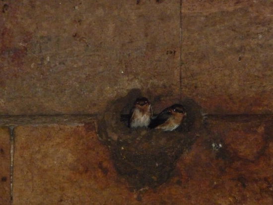 Das sind die neuen Bewohner zwei Schwalben in Ihrem Nest