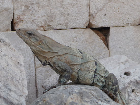 Unsere ständigen Begleiter Leguane