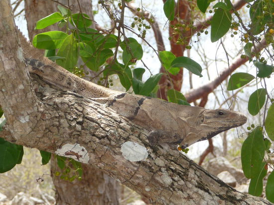 Wieder ein Zuschauer