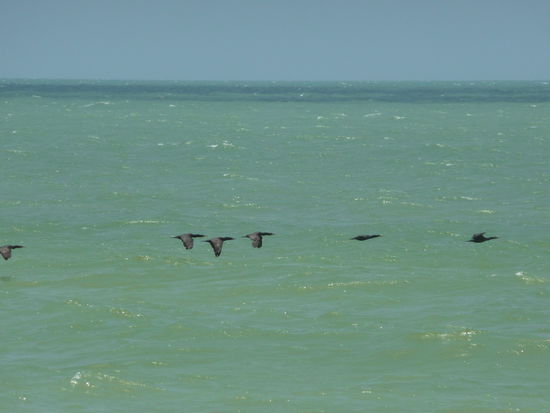 Pelikane am Golf von Mexico