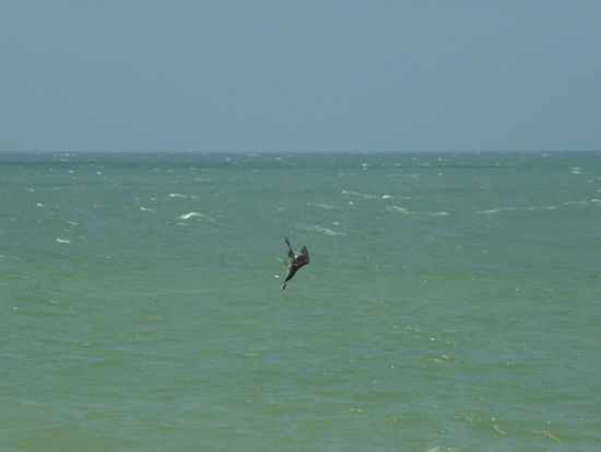 Pelikan im Sturzflug