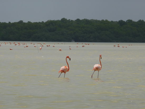 Die ersten Flamingos in der Lagune