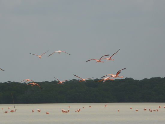 Fliegende Flamingos in Celestun
