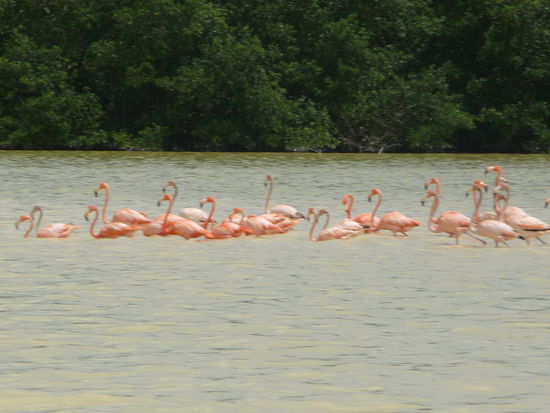 Flamingogruppe