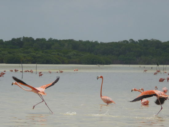 Flamingo beim Anlauf
