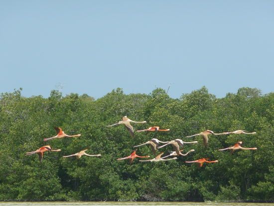 Fliegende Flamingos in Celestun