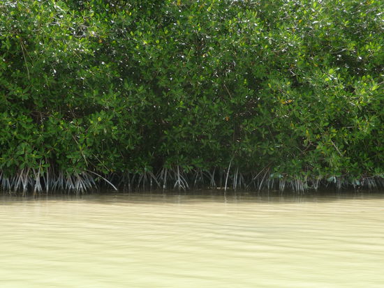 Mangrovenufer in Celestun