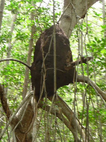 Termitenhügel in der Mangrove