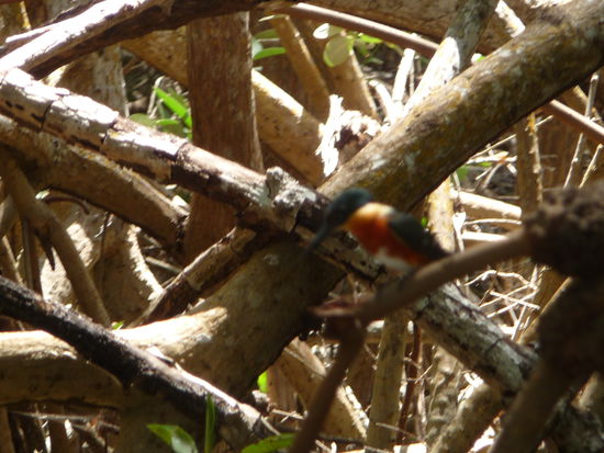In der Mitte mit dem roten Fleck sitzt ein Eisvogel