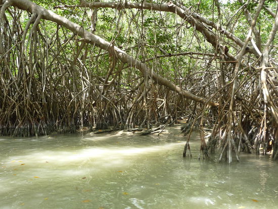 Mangrove