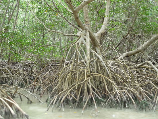 Stelzwurzeln in der Mangrove