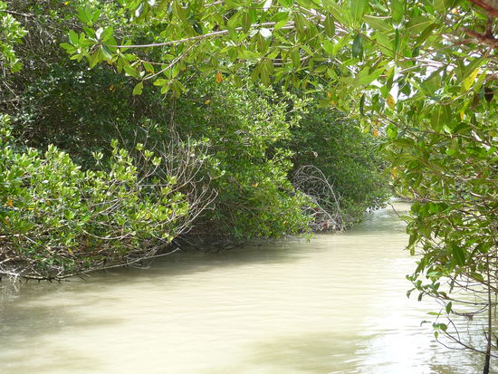 Mangrove