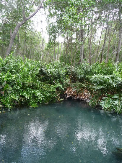 Süßwasser Cenote