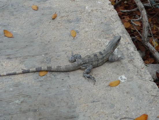 Auch hier sind Sie wieder die Leguane