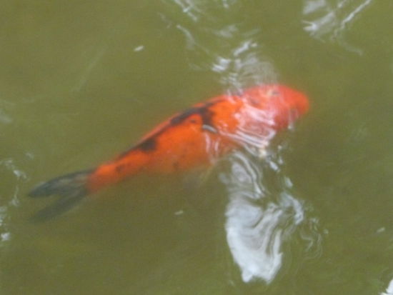 Einer von vielen bunten Fischen im Hotelgelände