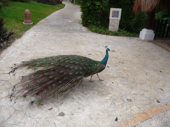 Pfau der viel krach machte