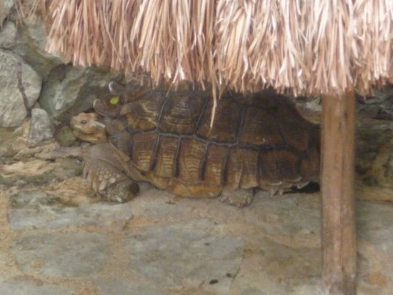 Riesenschildkröte