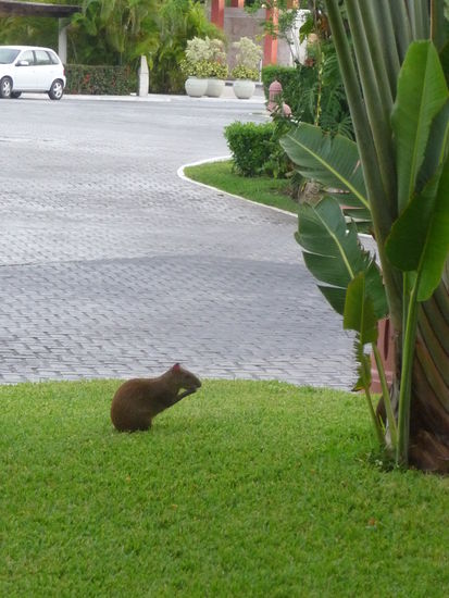 Agutis ( eine Nagetierart ) die vom Süden Mexicos bis nach Südamerika verbreitet ist. Ein großer Teil Ihrer Gattung ist vom Aussterben bedroht.
