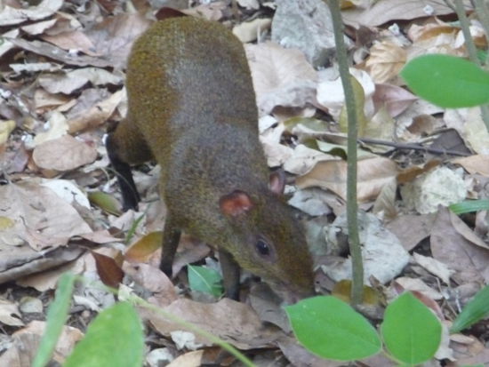 Da ist  wieder ein Agutis