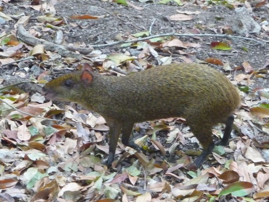 Und hier nochmal ein Agutis