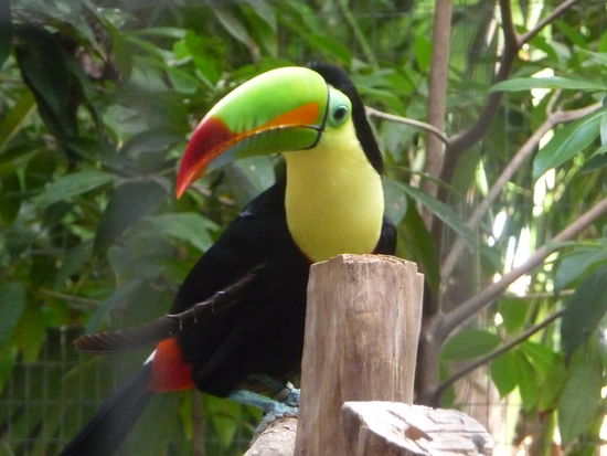 Einer von 2 Tukans die man vor allem am Morgen hörte.Er kommt besonders in Südmexico vor aber auch im restlichen Südamerika besonders im Amazonasgebiet.Er gehört zu den Spechtvögeln.