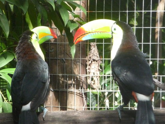 Hier sind beide gemeinsam zu sehen