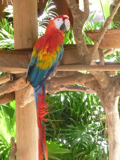 Der rote Ara Macao eine Papageienart aus den Süden Mexicos und Guatemalas der hier größer ist als im restlichen Südamerika