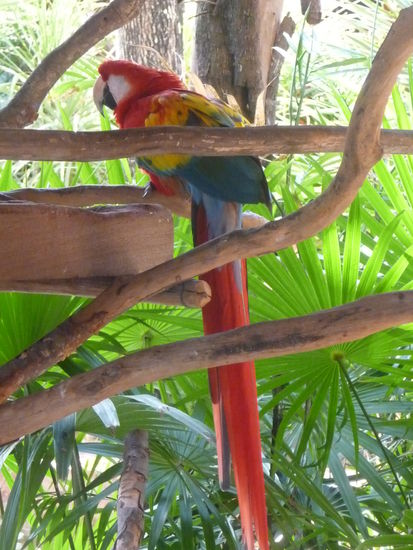 Roter Papagei aus dem Süden Mexicos