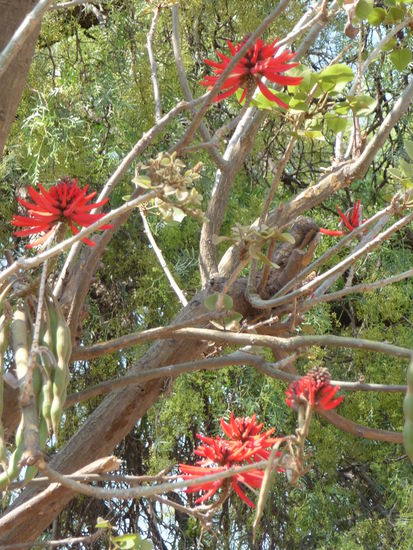 Blühende Bäume in der Tempelstadt