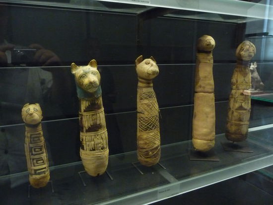 Katzenmumien