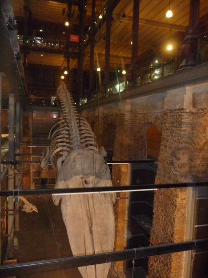 Walskelett in der Haupthalle