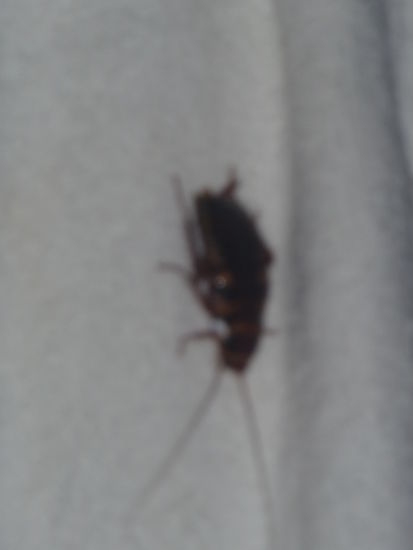 Nächtliche Besucher auf meinem Handtuch im Bad  - Riesenkakerlaken