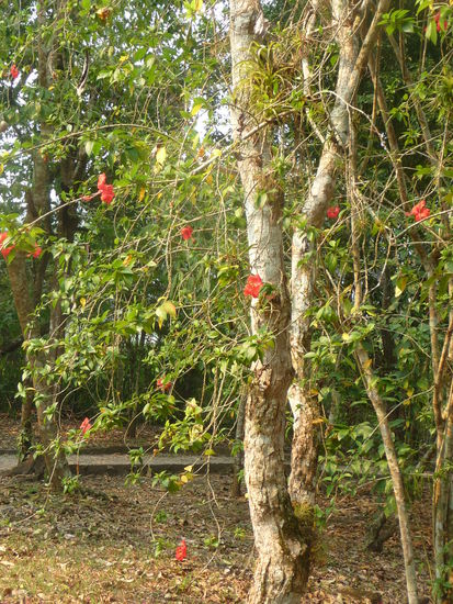 Bunte Pflanzenvielfalt in Yaxchilan