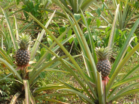 Ananas in Yaxchilan