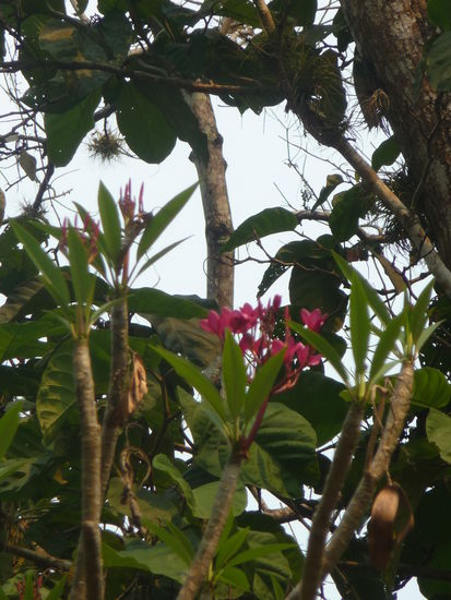 Pflanzen in Yaxchilan